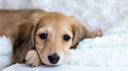 正面を向いている犬の画像