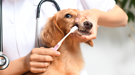歯磨きしている犬の画像