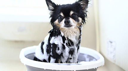 シャンプー中の犬の画像