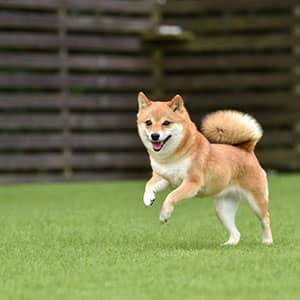 老犬ホームとは