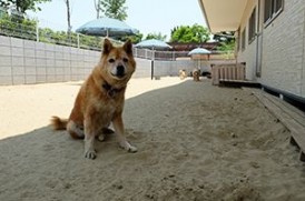 老犬ホーム花園牧場のドッグラン