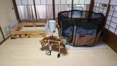 老犬ホーム・KOMUGI_ワンちゃんのお部屋