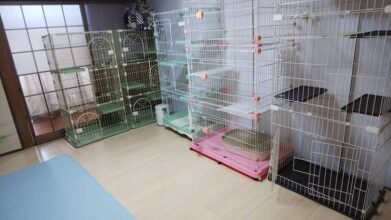 老犬ホーム・KOMUGI_猫ちゃんのお部屋