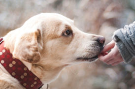 舐める老犬