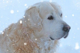 雪の中の老犬