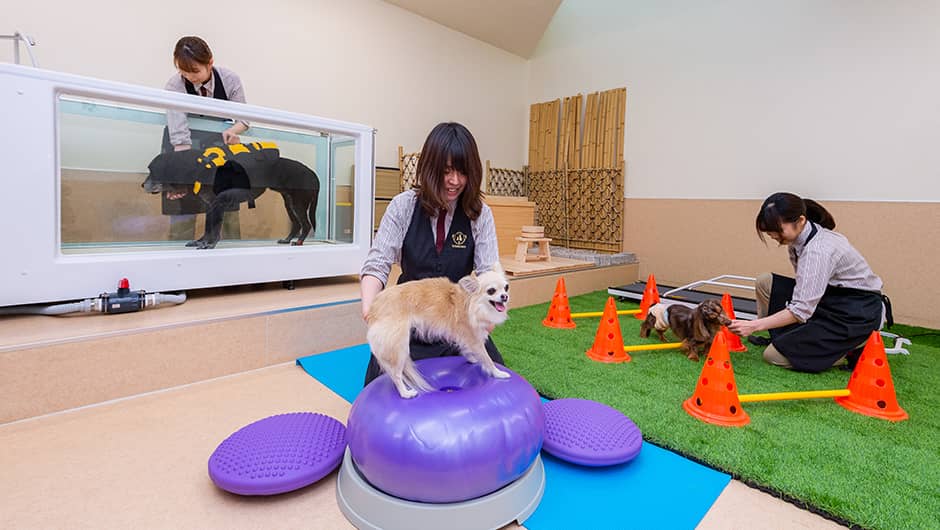 アスレチック 犬の保育園 ホテル ばうびー Vowbee 東京都武蔵野市 三鷹 吉祥寺 犬のしつけ教室