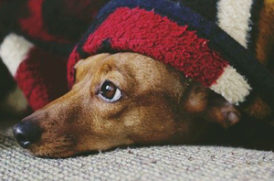 毛布から顔を出す老犬