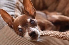 くつろぐ老犬