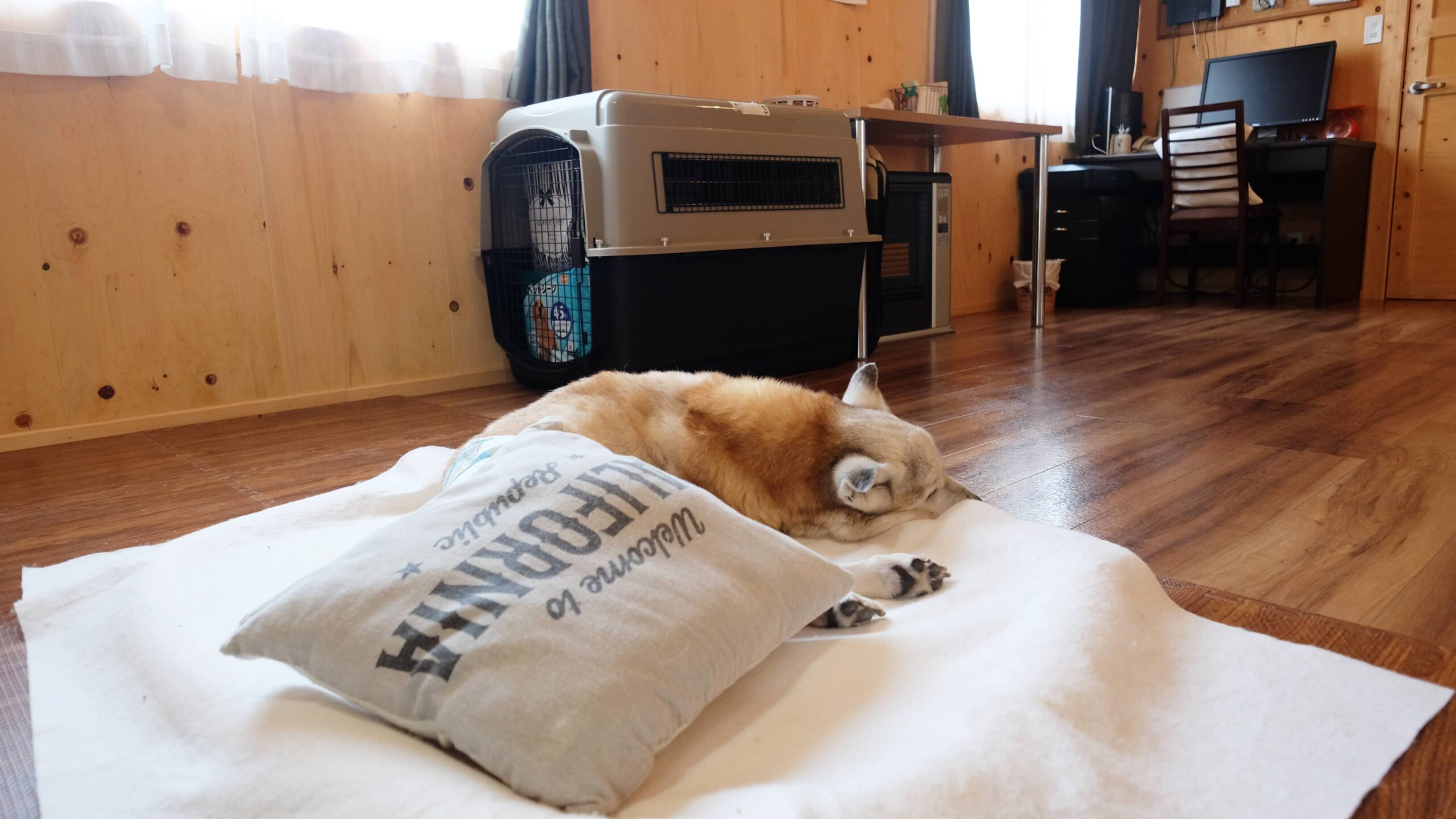 老犬ホーム 愛犬本舗（北海道札幌市）の写真｜【老犬ケア】老犬ホーム