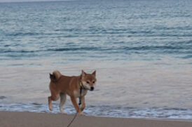 海辺を歩く老犬