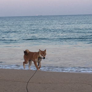 海辺を歩く老犬