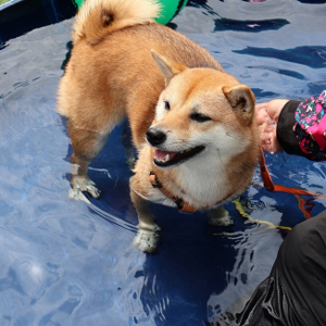 水遊びをする老犬