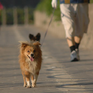 散歩する老犬