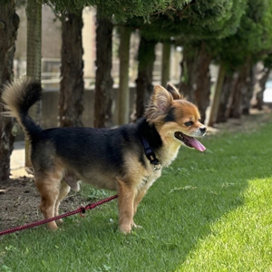 散歩中の老犬