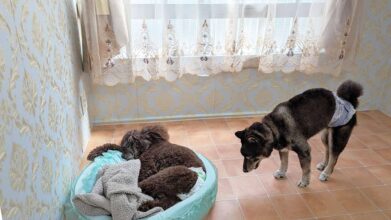 シニアDOGハイム_老犬のお部屋