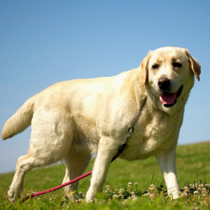 散歩中の老犬