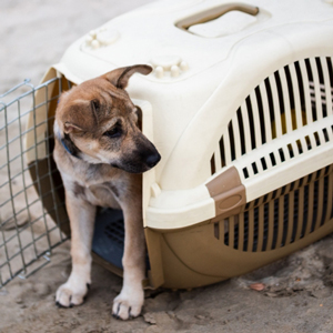 ケージに入る老犬