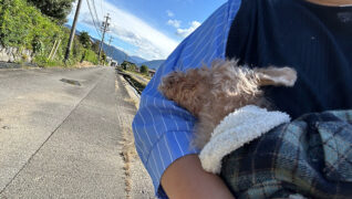 老犬ホーム暖家_介護風景(朝の散歩)