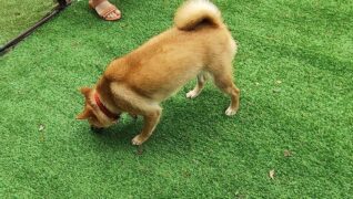 老犬ホーム暖家_介護風景(自由行動)