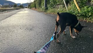 老犬ホーム暖家_介護風景(夕方のお散歩)